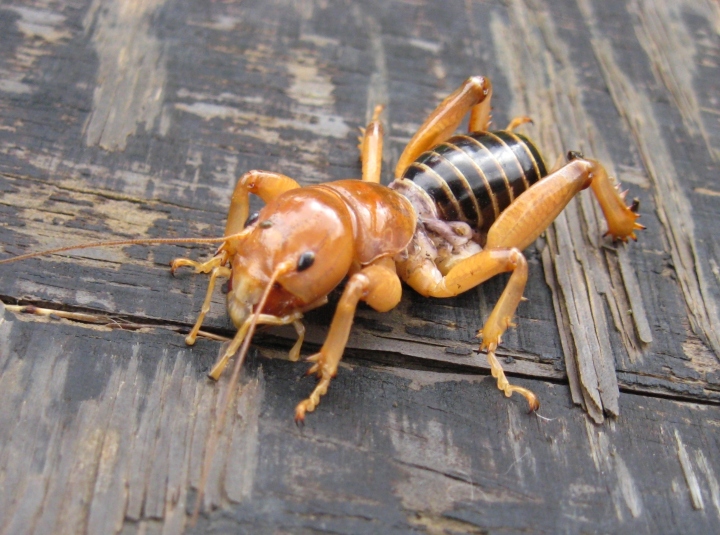 Jerusalem Cricket